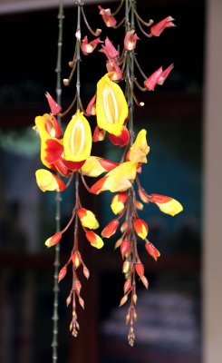 JUST BECAUSE IT IS PRETTY