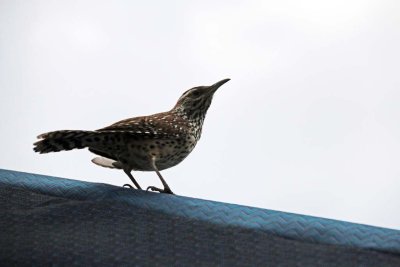 CACTUS WREN