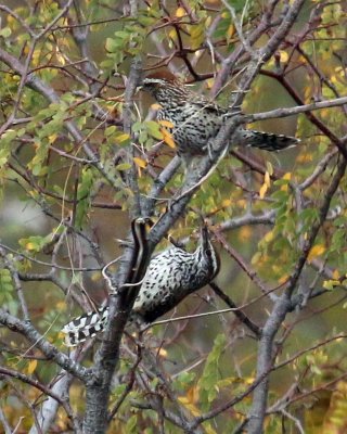 CACTUS WREN