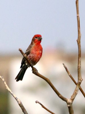 HOUSE FINCH