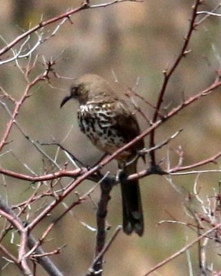 LONG-BILLED THRASHER