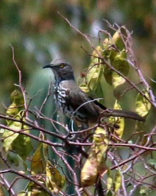 LONG-BILLED THRASHER