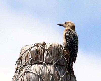 GILA WOODPECKER