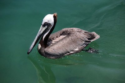 BROWN PELICAN