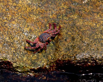 SALLY LIGHTFOOT CRABS