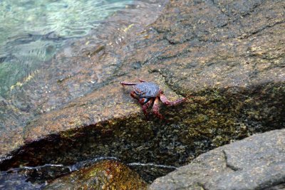 SALLY LIGHTFOOT CRABS