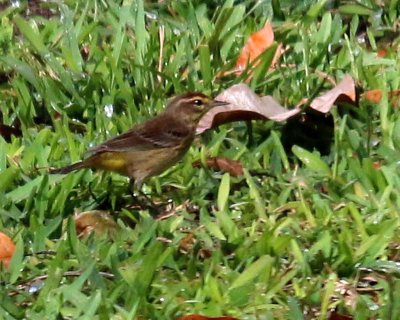 PALM WARBLER - KEY WEST