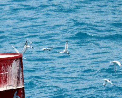 ROSEATE TERNS - KEY WEST