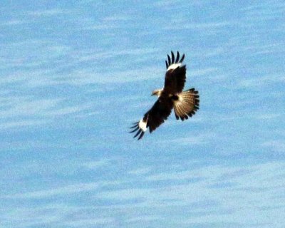 BLACK HAWK-EAGLE - PANAMA CANAL