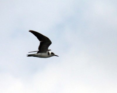 GULL SPECIES ??