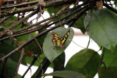 MALACHITE BUTTERFLY - COSTA RICA