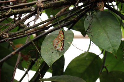 MALACHITE BUTTERFLY - COSTA RICA