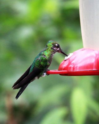 GREEN-CROWNED BRILLIANT