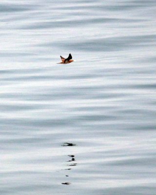 BROWN BOOBY