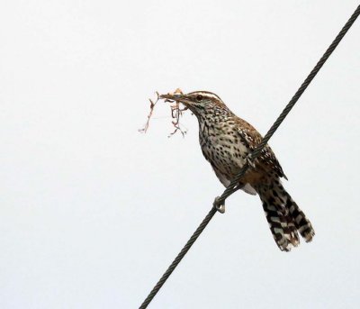 CACTUS WREN