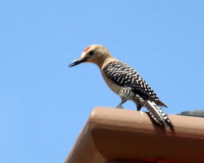 GILA WOODPECKER