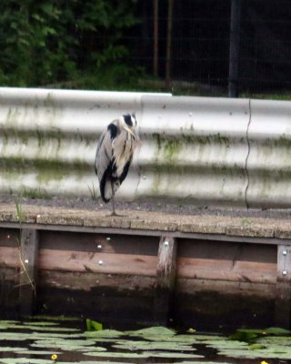 FLORA AND FAUNA OF KINDERDIJK