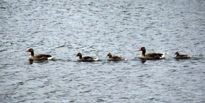 FLORA AND FAUNA OF KINDERDIJK