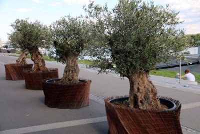 BONZAI OLIVE TREES - ??