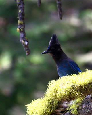 STELLAR'S JAY