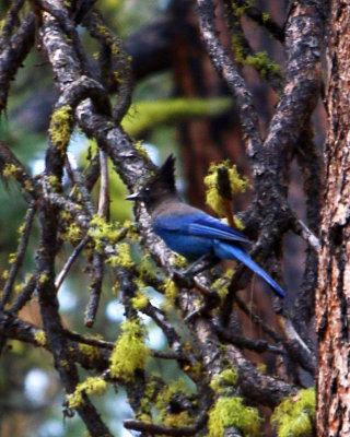 STELLAR'S JAY