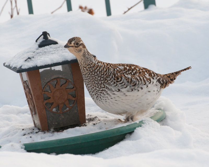 Sharp-tailed Grouse (Tympanuchus phasianellus)