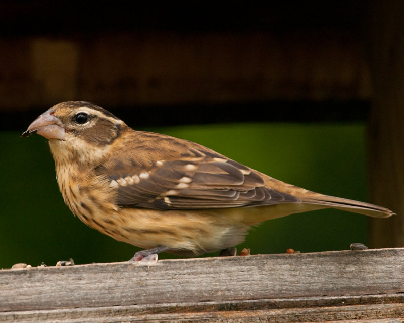 Rose-breasted Grosbeak (Pheucticus ludovicianus) 