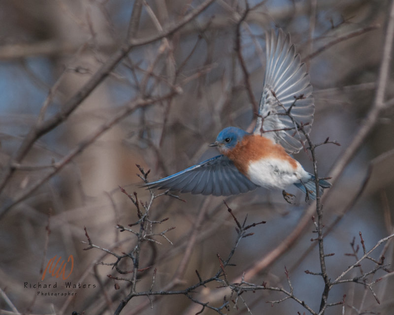 Eastern Bluebird (Sialia sialis)