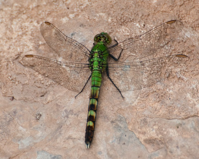 Common PondHawk  (Erythemis simplicicollis)