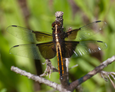 Widow Skimmer (Libellula luctuosa)