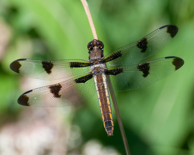 Twelve-spotted Skimmer (Libellula pulchella)?