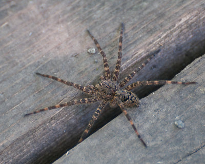 Fishing spider (Dolomedes sp.), ?