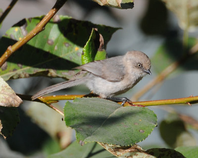Bushtit (Psaltriparus minimus)