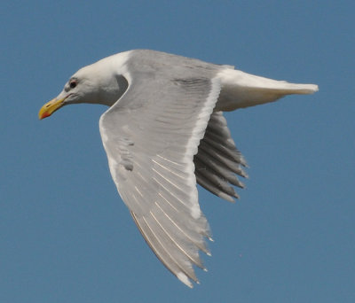 Glaucous-winged Gull (Larus glaucescens)