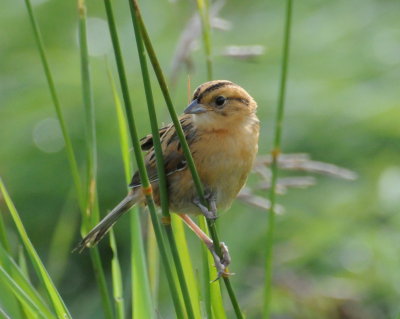 Nelson's Sparrow (Ammodramus nelsoni)