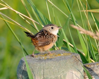 Sedge Wren (Cistothorus platensis)