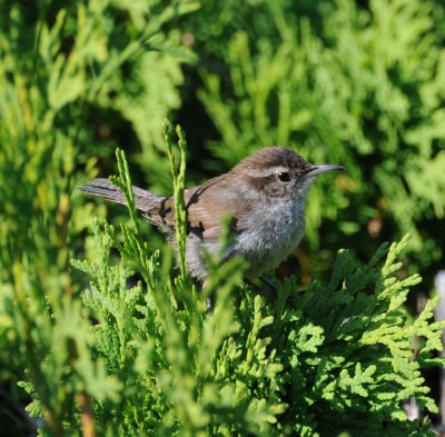 Bewick's Wren (Thryomanes bewickii)
