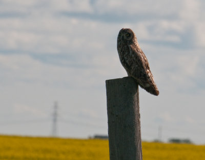 Short-eared Owl (Asio flammeus) on the ' wrong side of the road '
