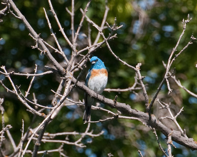 Lazuli Bunting (Passerina amoena)