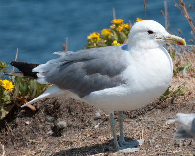 California Gull (Larus californicus)