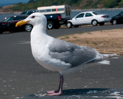 Glaucous-winged Gull (Larus glaucescens)