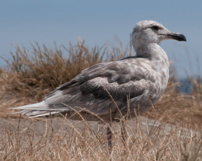 Glaucous-winged Gull (Larus glaucescens)