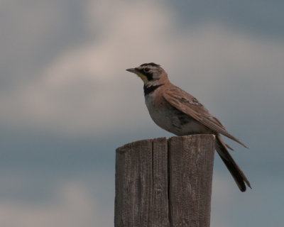 Horned Lark (Eremophila alpestris) 