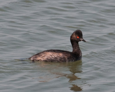 Eared Grebe (Podiceps nigricollis)