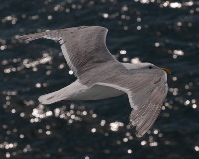 Glaucous-winged Gull (Larus glaucescens)