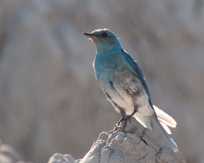 Mountain Bluebird (Sialia currucoides)