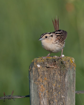 Le Conte's Sparrow (Ammodramus leconteii)