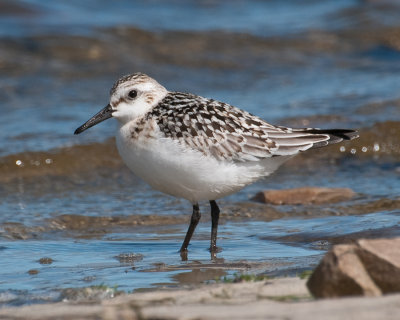 Sanderling (Calidris alba)