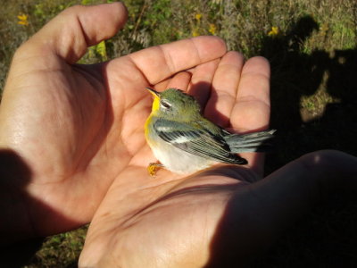 Northern Parula (Setophaga americana) - probable car strike