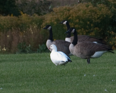 Ross's Goose (Chen rossii or Anser rossii)